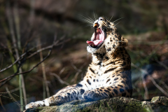 Amurleopard_A3_0626_Blur_960