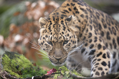 Amurleopard_LOW0880_960