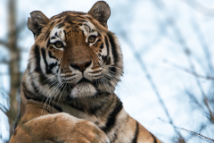 Amurtiger-9474_A3_Blur_960