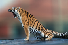 Amurtiger-A3-Blur-0018_v2_960