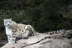 Snoleopard_1043-1060-PS-400x600_adj2_960